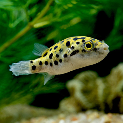 Süss/Brackwasserfische
